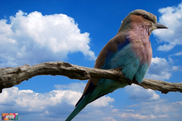 a bird